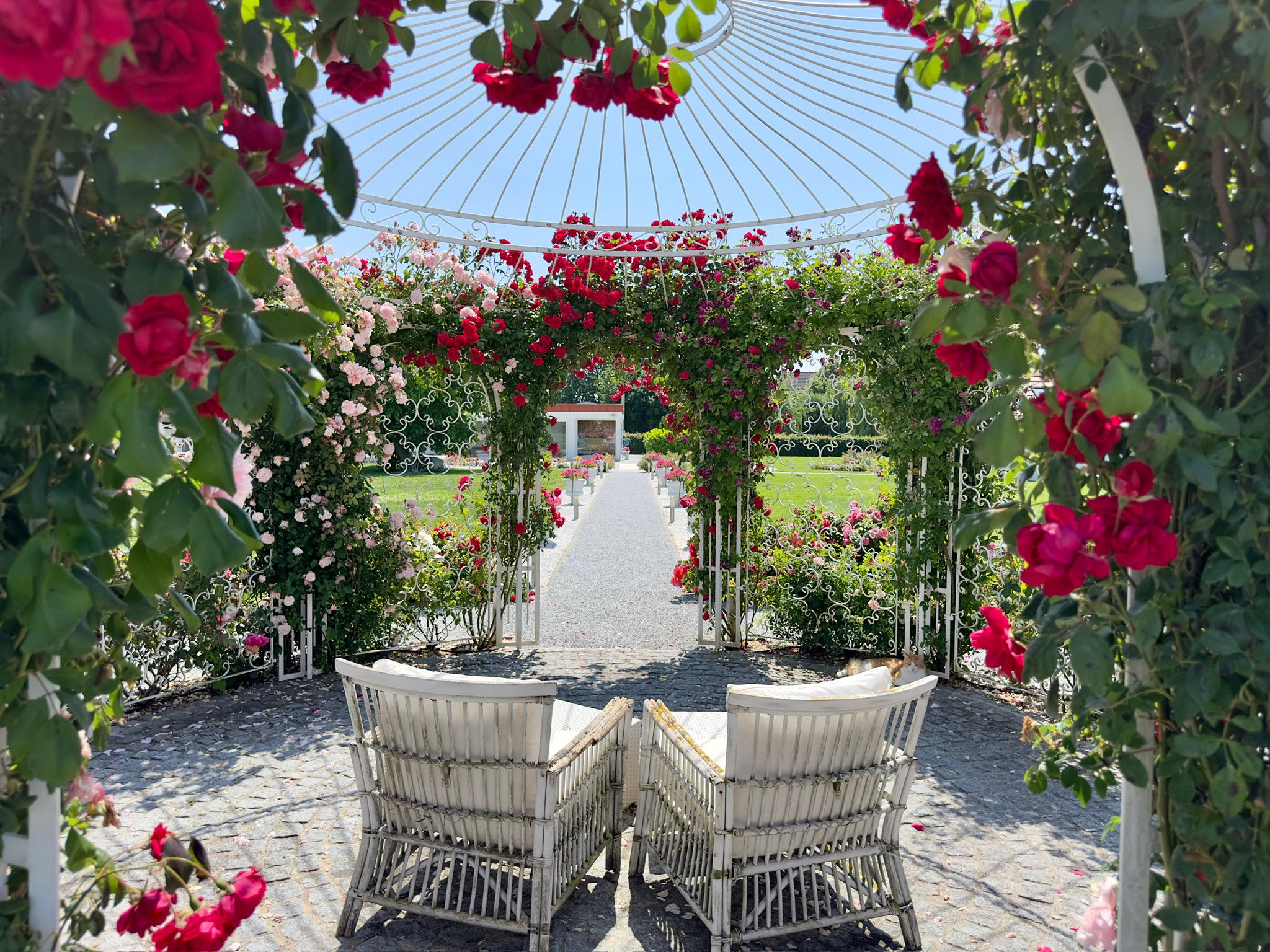 Rosenpavillon im Garten als romantische Kulisse für eine Trauung